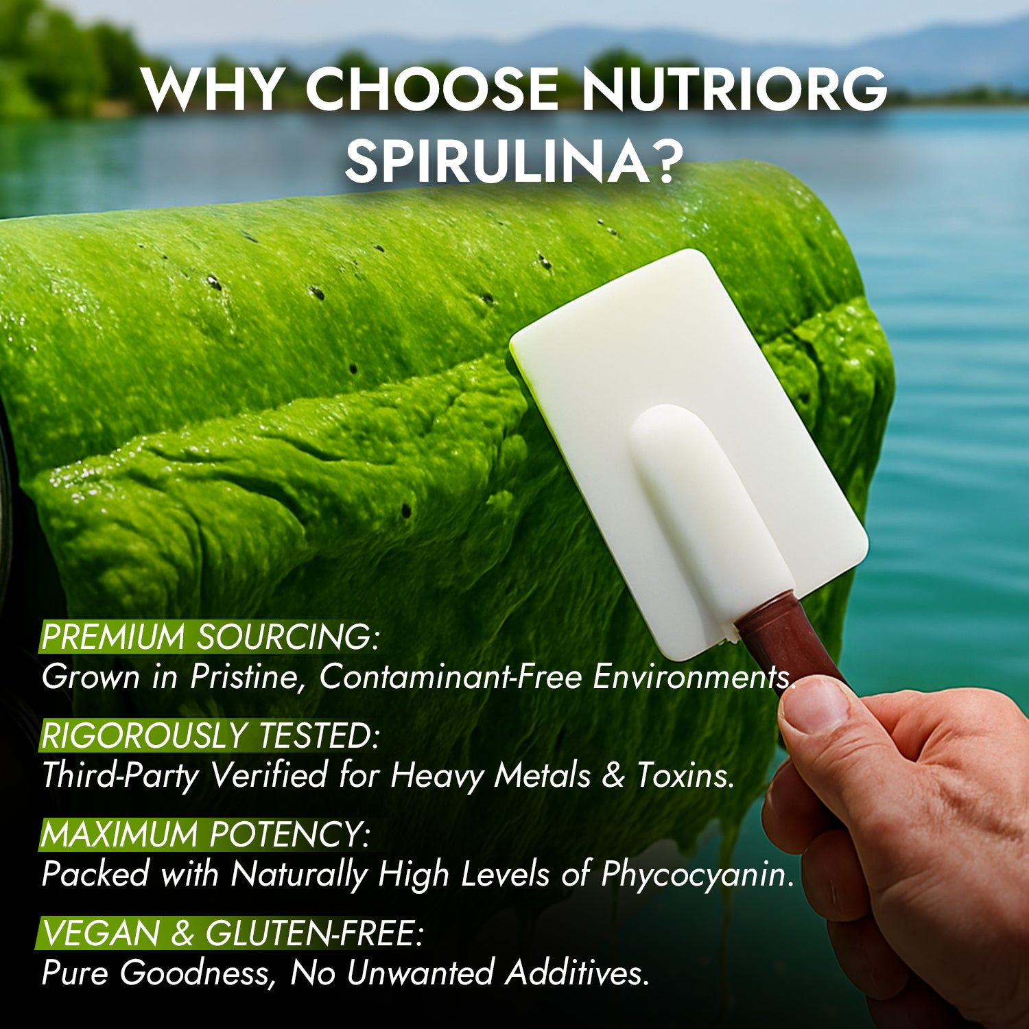 Nutriorg Spirulina Powder - Image 2